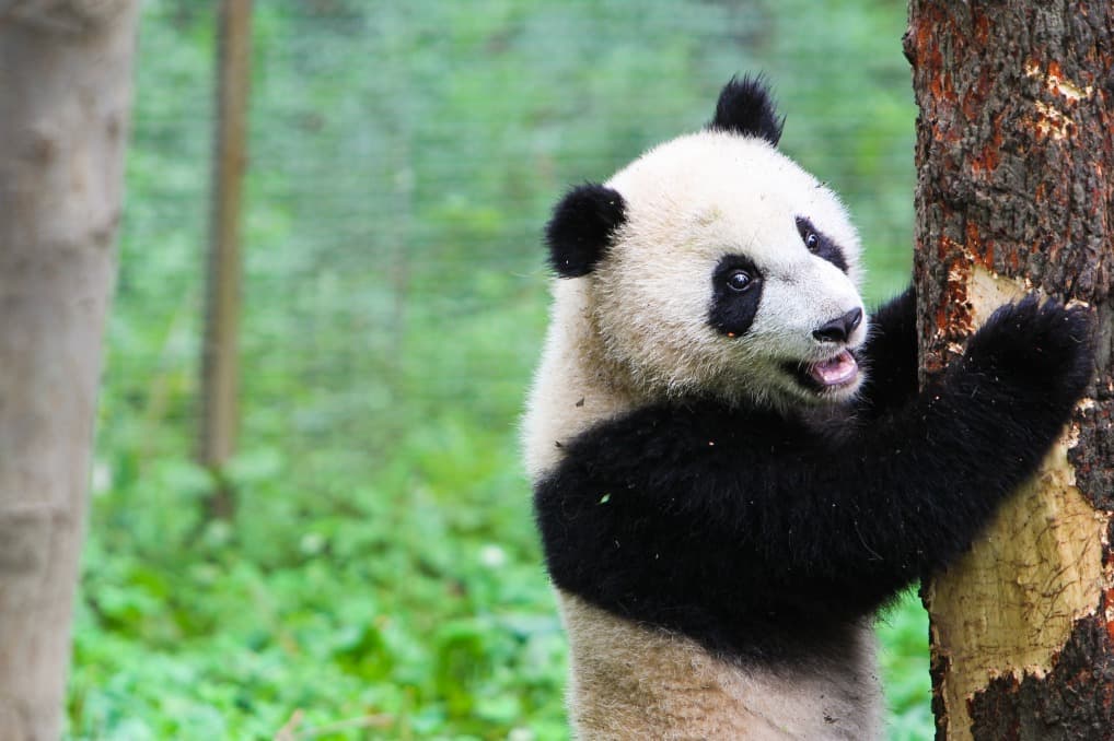 Sichuan, la provincia dei peperoncini e dei panda