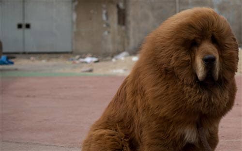 Uno zoo in Cina spaccia un cane per un leone