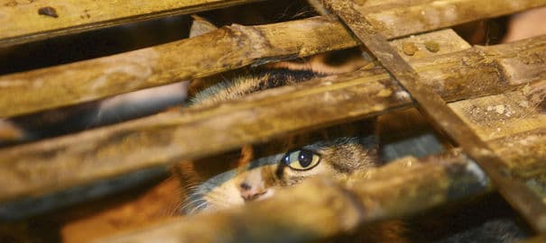 Le autorità cinesi rilasciano mille gattini nella foresta