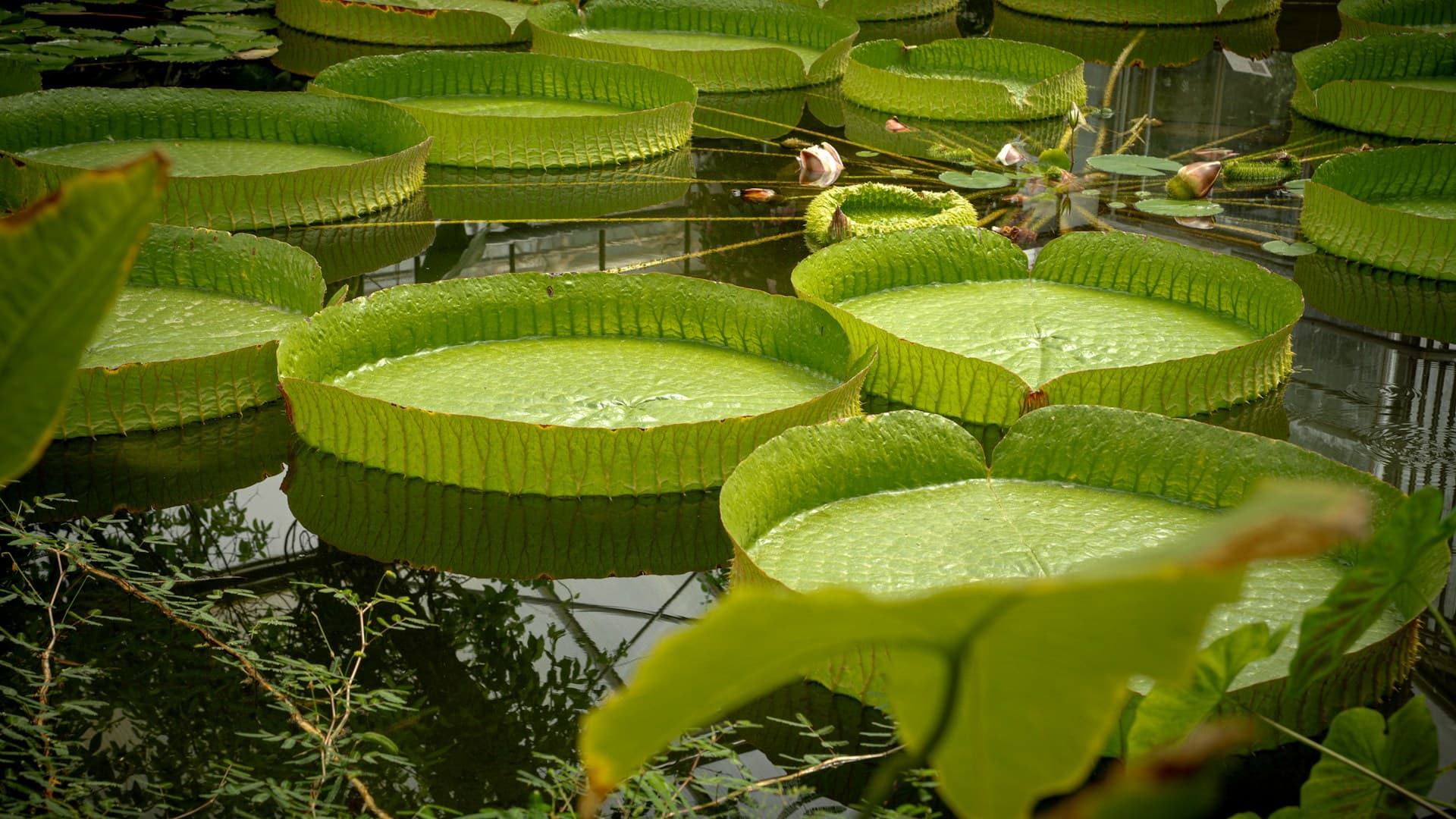 Xishuangbanna Tropical Botanical Garden (Giardino botanico tropicale di Xishuangbanna)